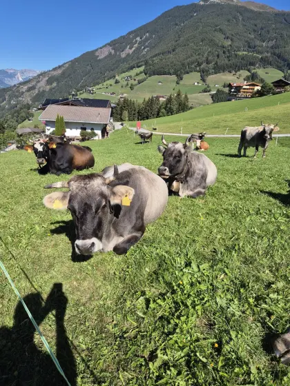 Tiroler Grauviehkuh, Mutterkuh