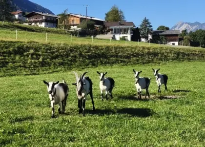 Pfauenziegen