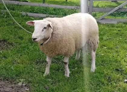Texel-Widder