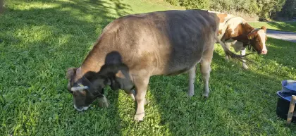 Original Braunvieh
