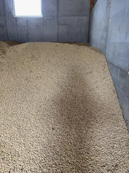 Bio-Sojabohne, getoastet
