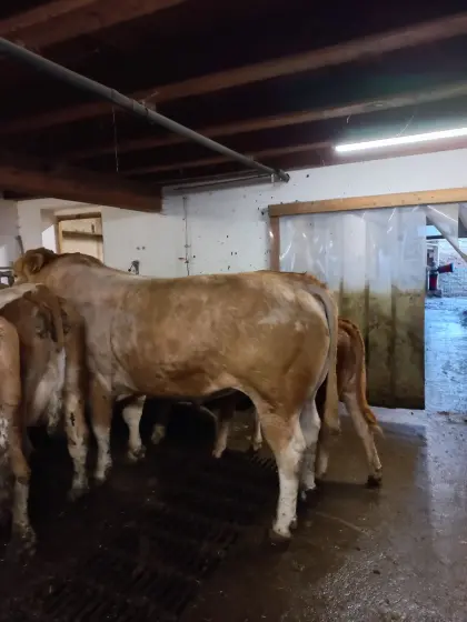 Verkaufe Bio-Stier