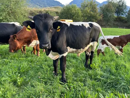 Bio-Pinzgauer Stier