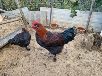 Marans Hühner
