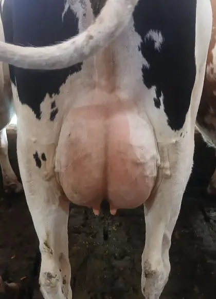 Holstein Erstlingskuh