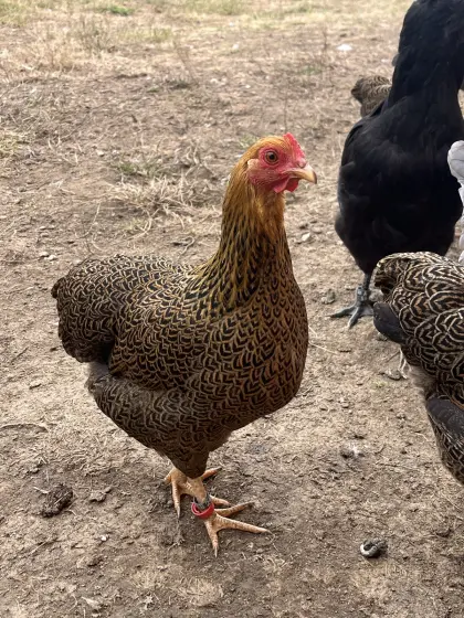Zwerg Plymouth Rock Hennen, rebhuhnfarben gebändert