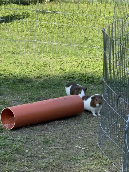 Meerschweinchen, 3x M, 5x W