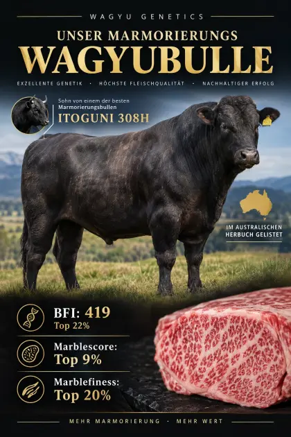 Marmorierungs-Wagyu-Deckbulle QUALITY WAGYU SHINJI (ET)