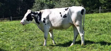 Trächtige Holstein-Kalbin