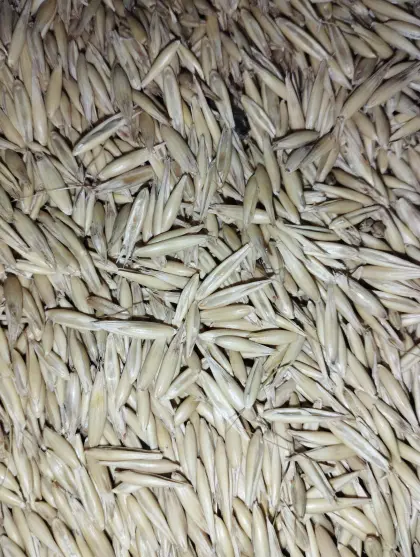 Bio-Hafer, gereinigt, BioAustria
