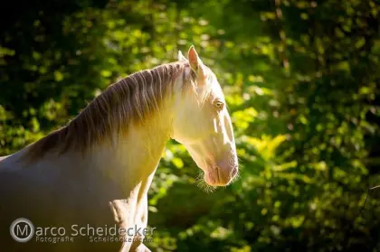 Traumhafter Lusitano-Typ (17 J., 1,47 m)