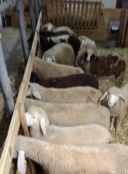 10 Futterlämmer zu verkaufen