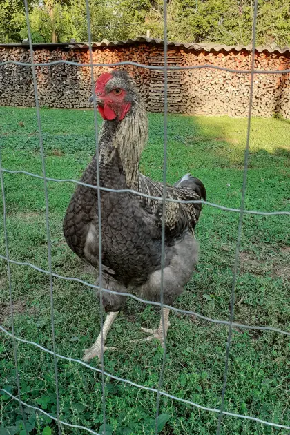 Junghahn, Rassemix (Brahma/Mechelner)