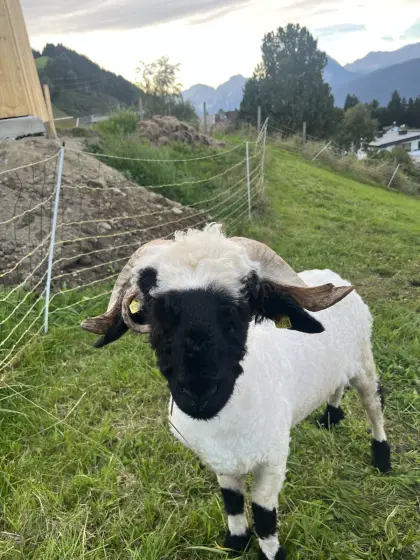 Walliser Schwarznasen-Widder