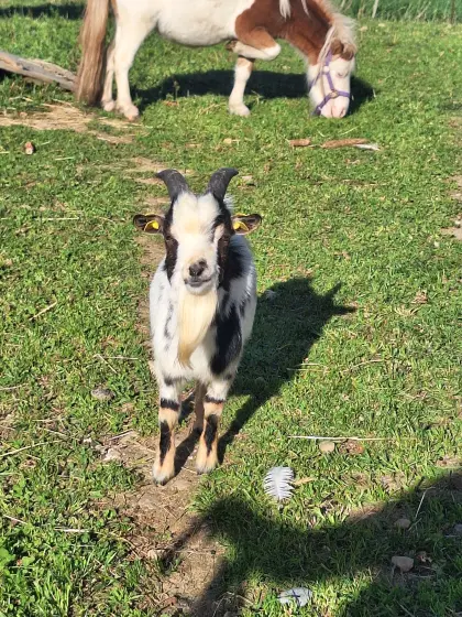 Mini-Zwergziege