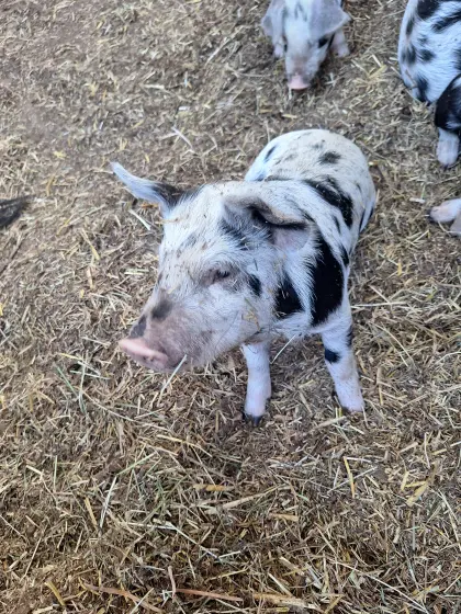 Bio-Ferkel, Turopolje-Ferkel