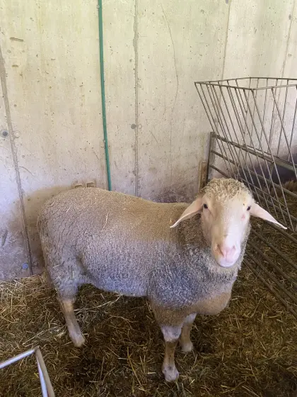 Merino-Widder