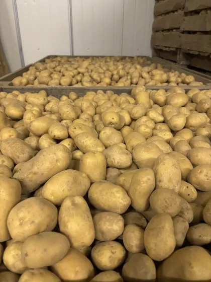 Speisekartoffeln