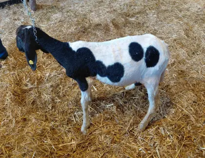 Tscheggenschaf Kälber