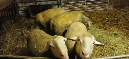 Merinowidder, Schafbock, Widder
