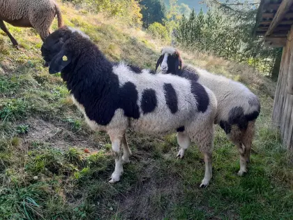 Gescheckter Bergschafwidder