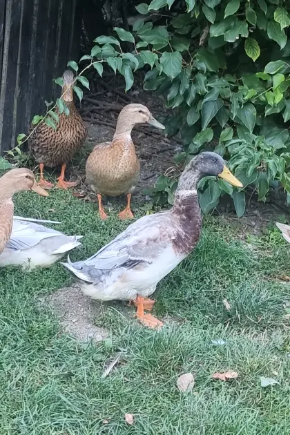 Laufenten wildfarben auf bestem Platz, Schneckenjäger