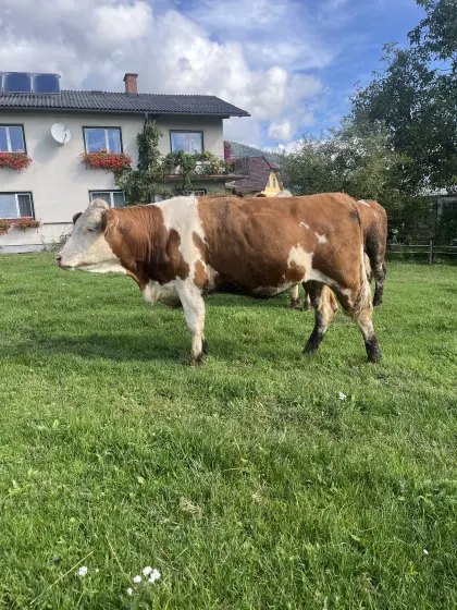 Bio FV Kalbin hochträchtig
