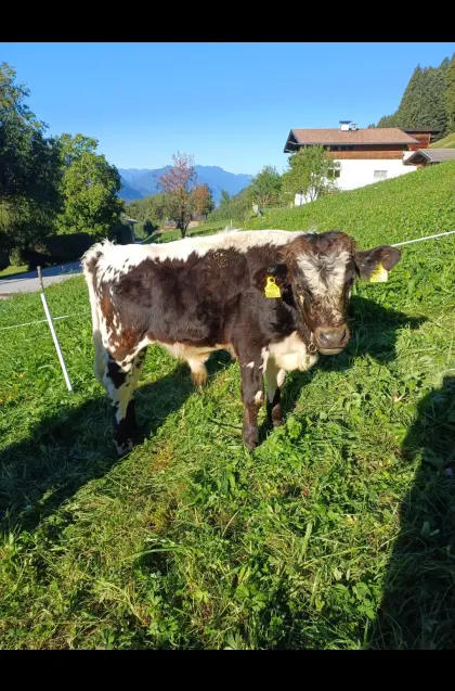 Stier zu verkaufen