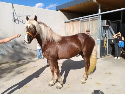 Pferd