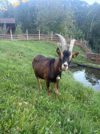 Aosta-Ziegen zu verschenken