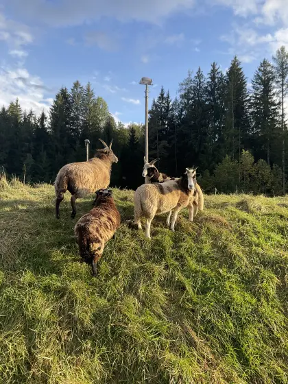 Jakobsschaf-Widder