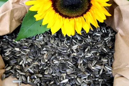 Sonnenblumenkerne