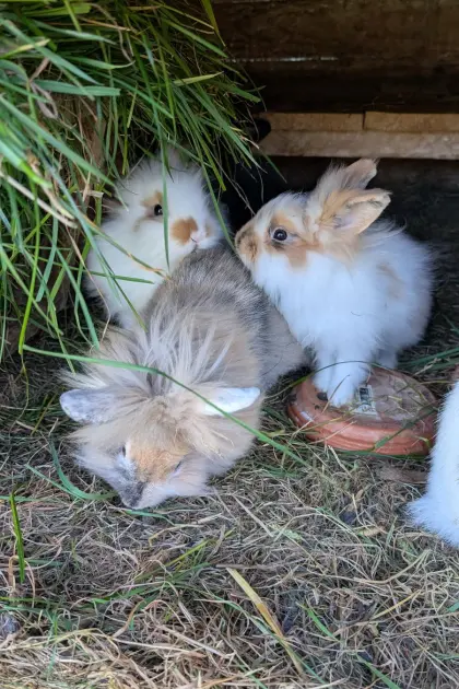 Löwenkopf-Zwergkaninchen in verschiedenen Farben