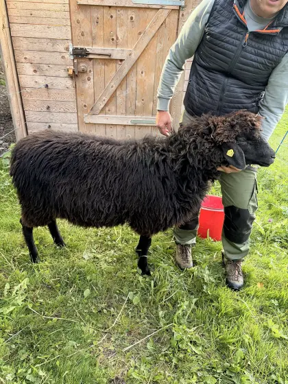 Trächtiges Tiroler Steinschaf