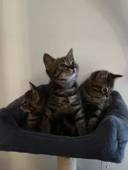 Babykatzen
