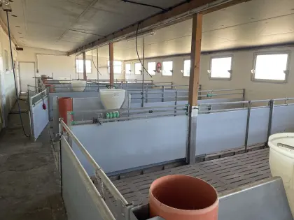 Schweinemaststall