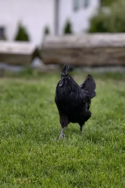 Ayam Cemani Mix mit Henne