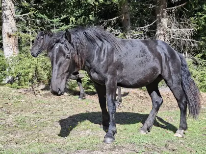 Madea, Noriker-Stute