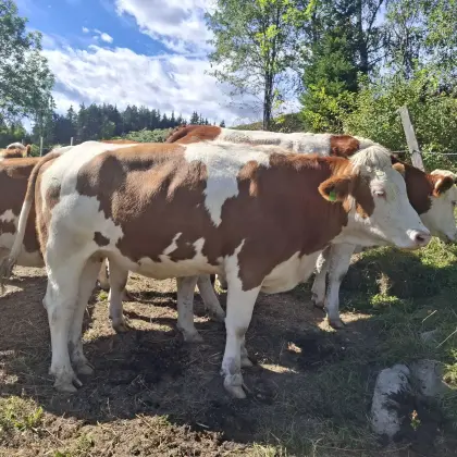 Trächtige Fleckviehkalbin