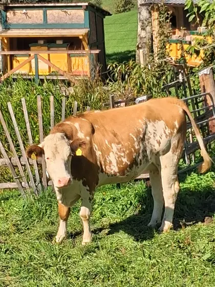 Verkaufe trächtige Fleckviehkalbin