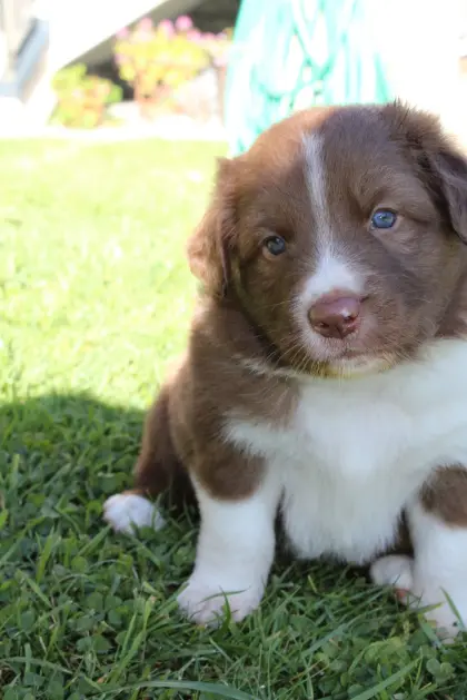 Border Collie x Australian Shepherd Rüde