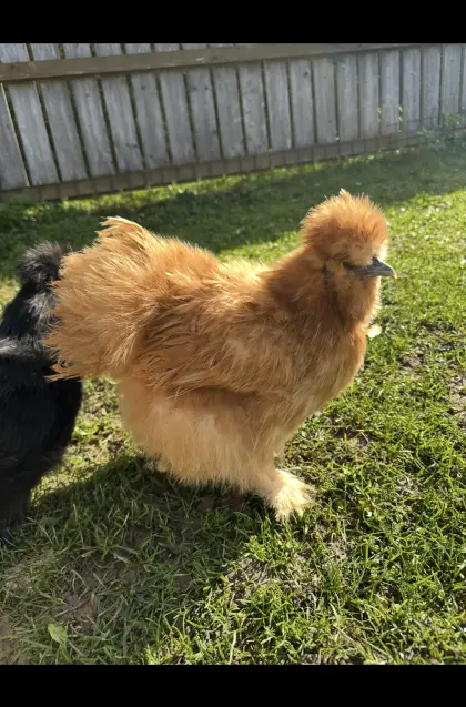 1,2 Seidenhühner mit Bart, gelb