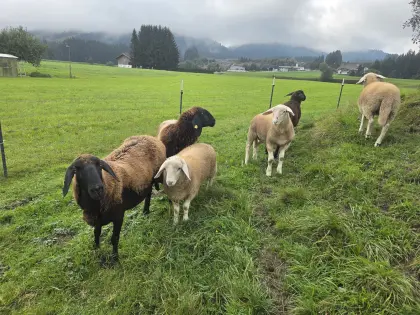 2 brave Mutterschafe mit jeweils 2 Lämmern