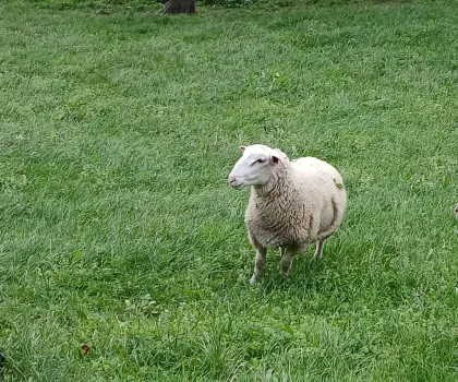 Schafwidder, Jungwidder Merino Jura
