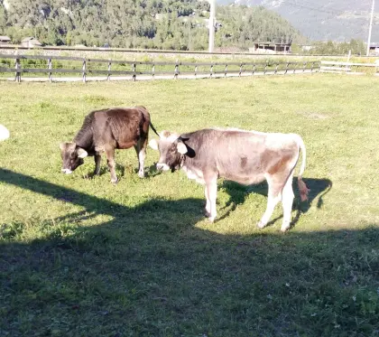 Jährling