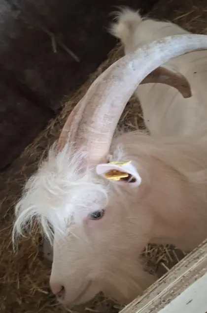 Ziegenbock