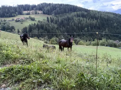 2-jährige braune Norikerstute