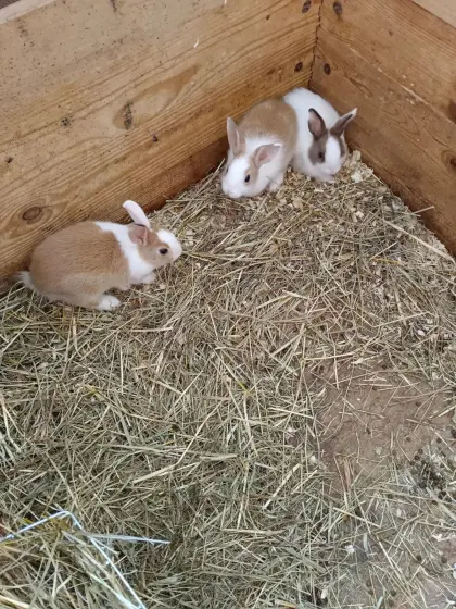 Zwergkaninchen