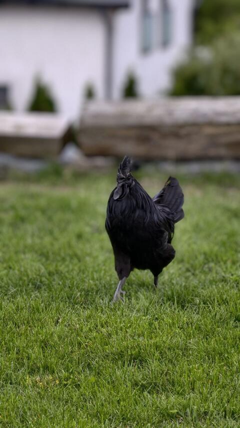Ayam Cemani Mix mit Henne