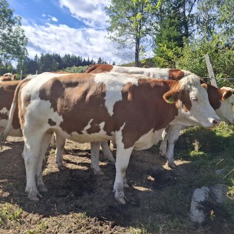 Trächtige Fleckviehkalbin